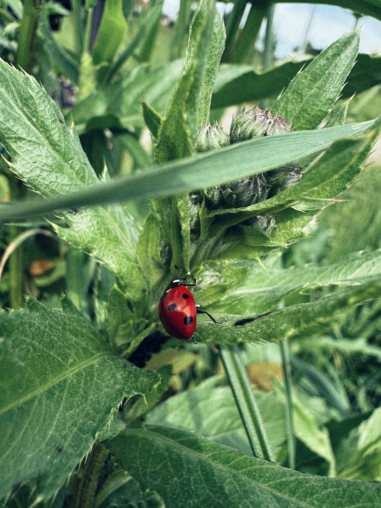 Фотография автора Елена Поживилко