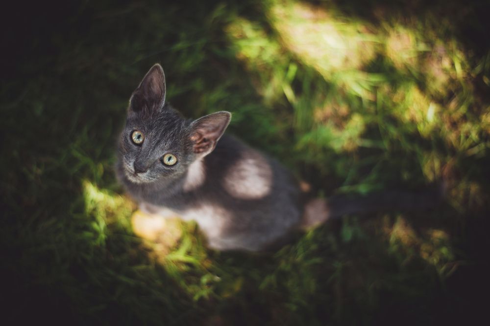 Photograph by Tomislav Safundžić