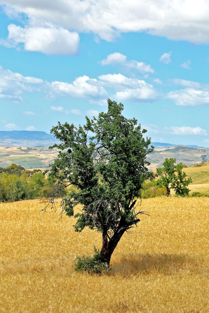 Photograph by Claudio Bonaccorsi