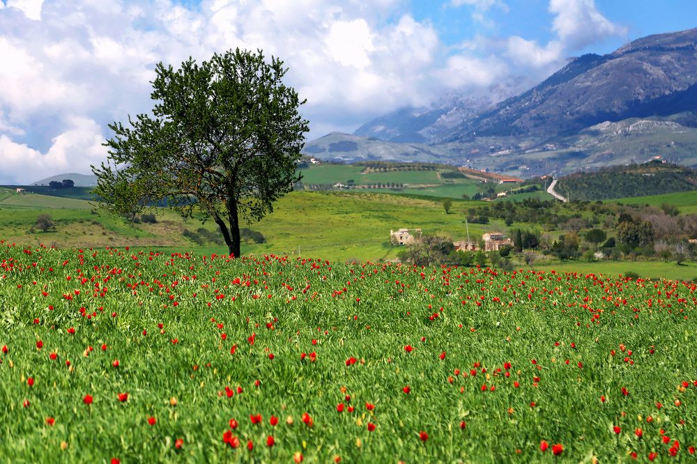 Photograph by Claudio Bonaccorsi