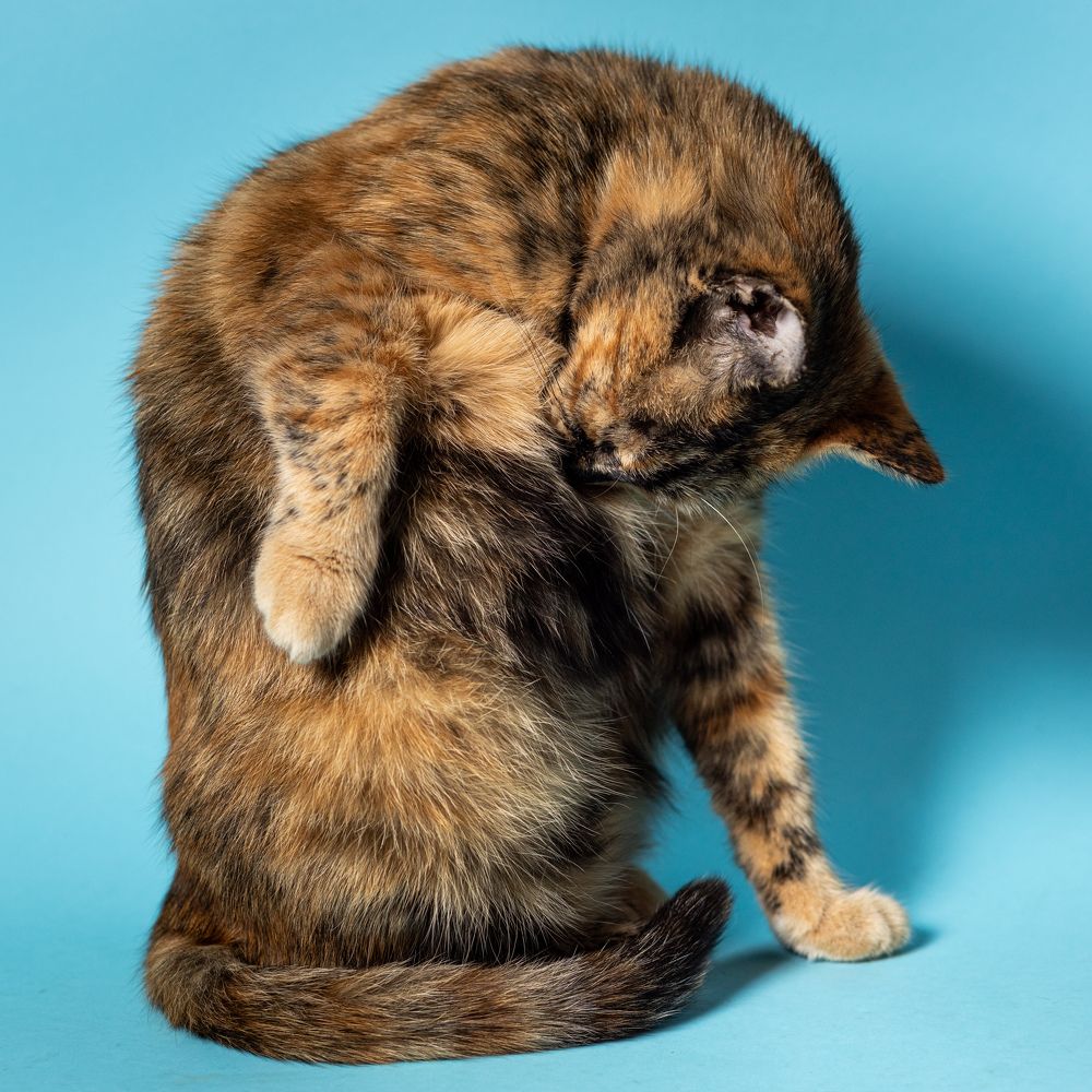 Фотография автора Predrag Durdevic