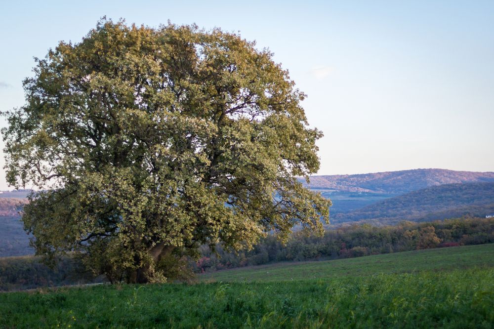 Photograph by Кристина Петанина