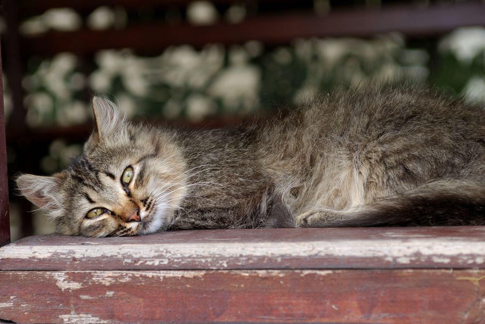 Фотография автора Дмитрий Referee