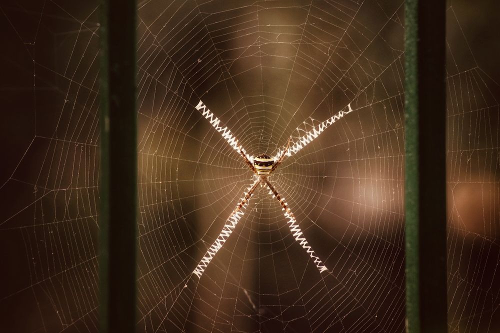 Фотография автора Washiful Majid