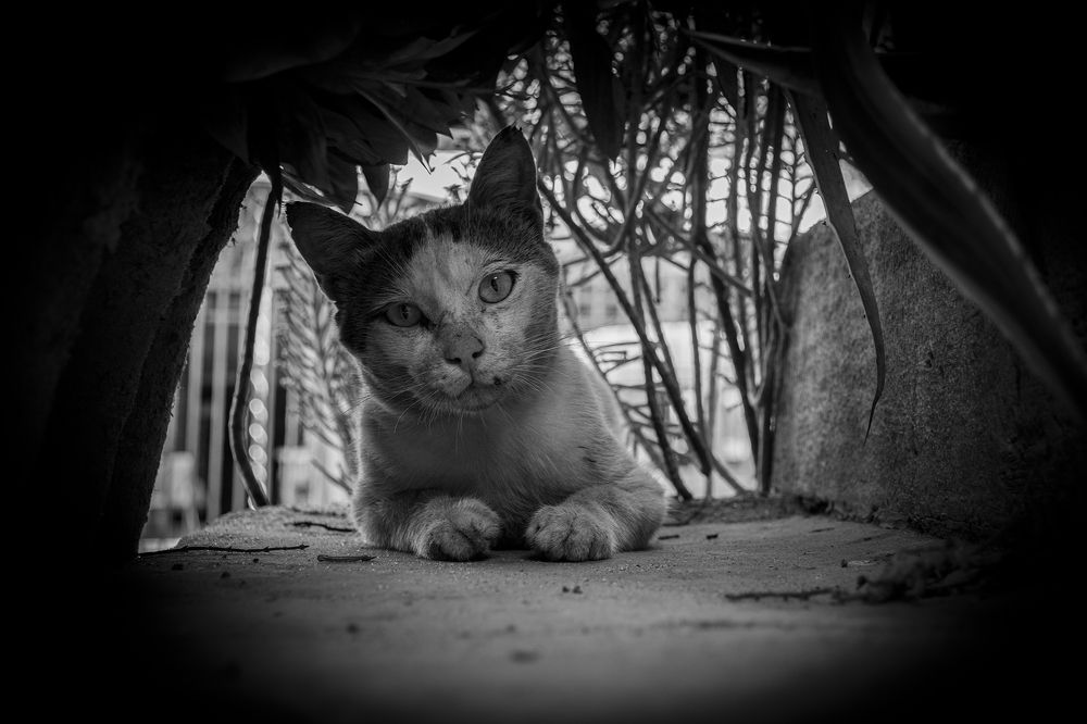 Photograph by AHMED ELSHINAWY