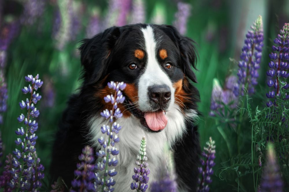 Photograph by Зубкова Юлия