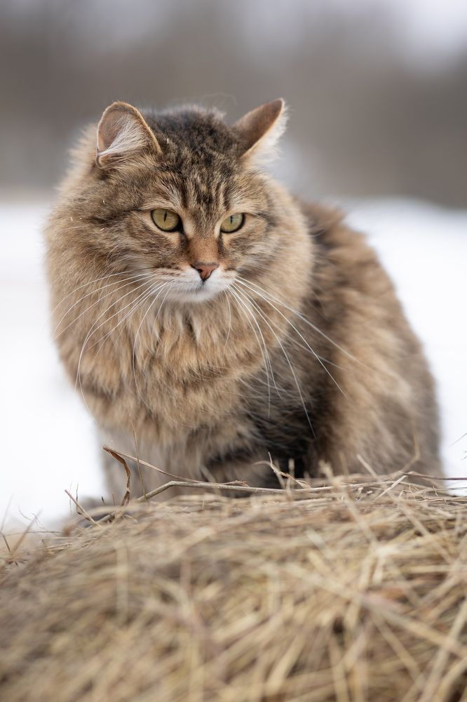 Photograph by Марина Нилова