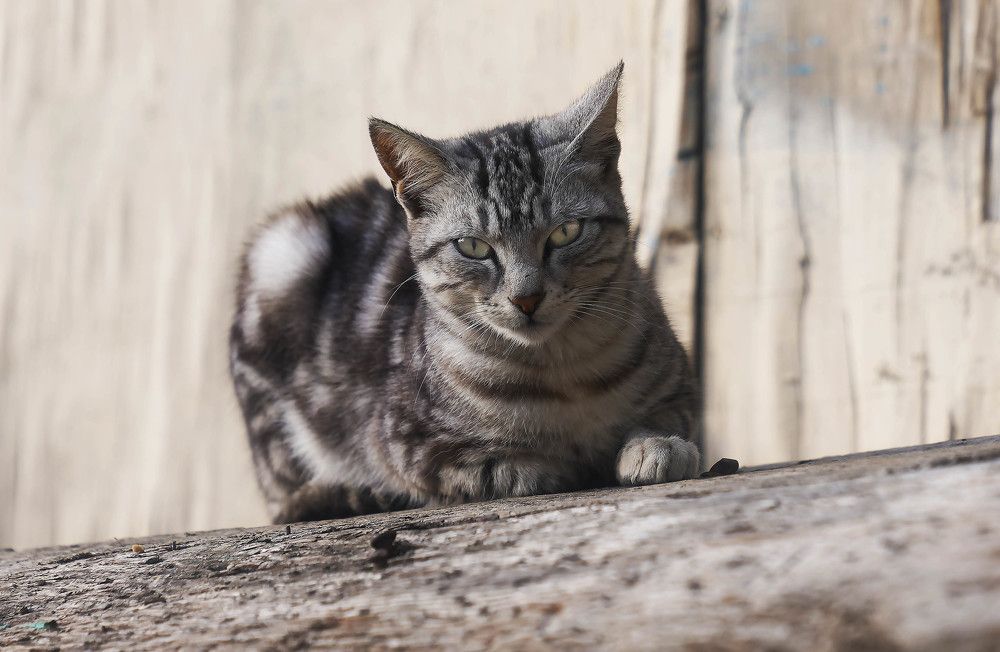 Photograph by Raed Victor Saad