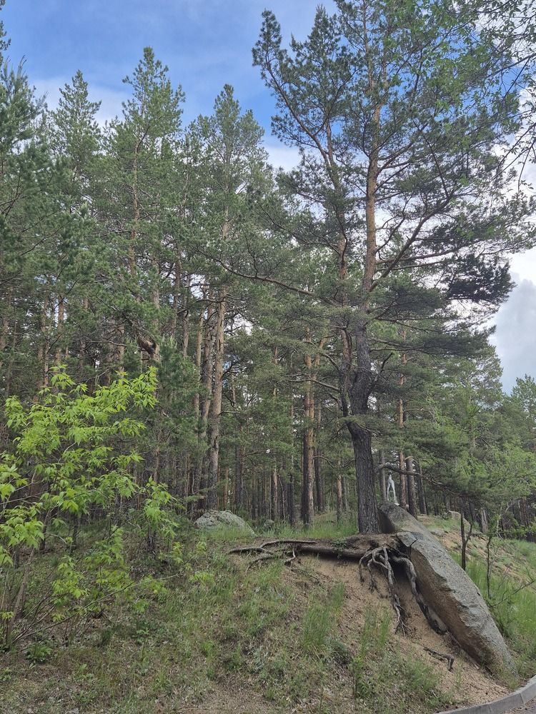 Сила в корнях