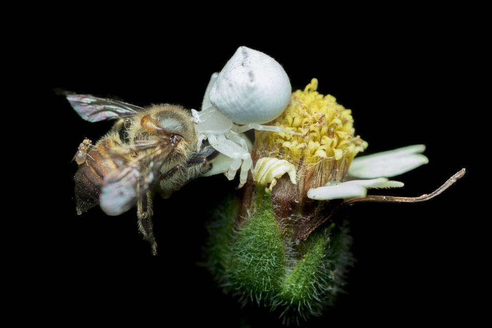 Photograph by Sabari Ganesh Sivakumar