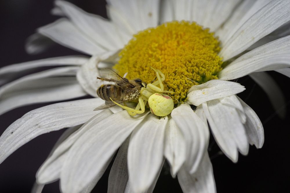 Photograph by Арсен Алабердов