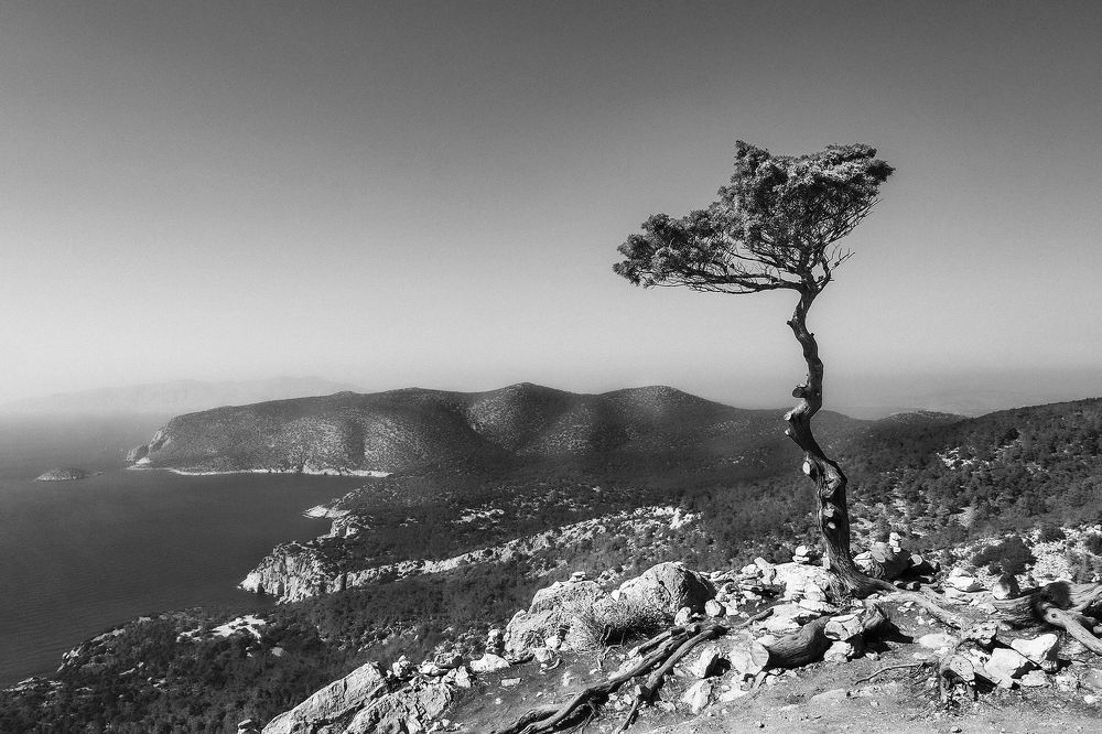 Photograph by Aleetet