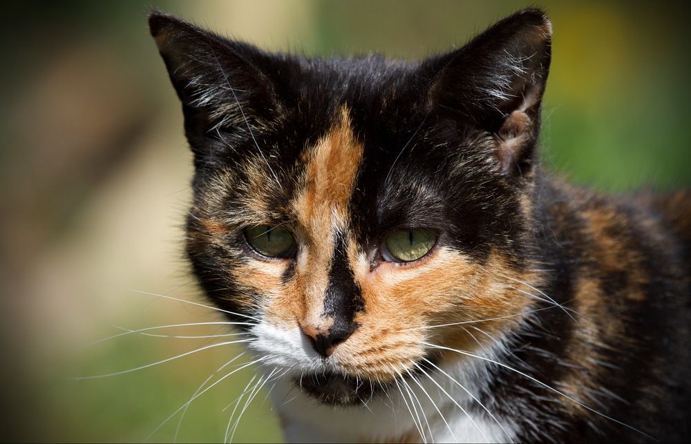 Фотография автора Razgulyaev Aleksandr