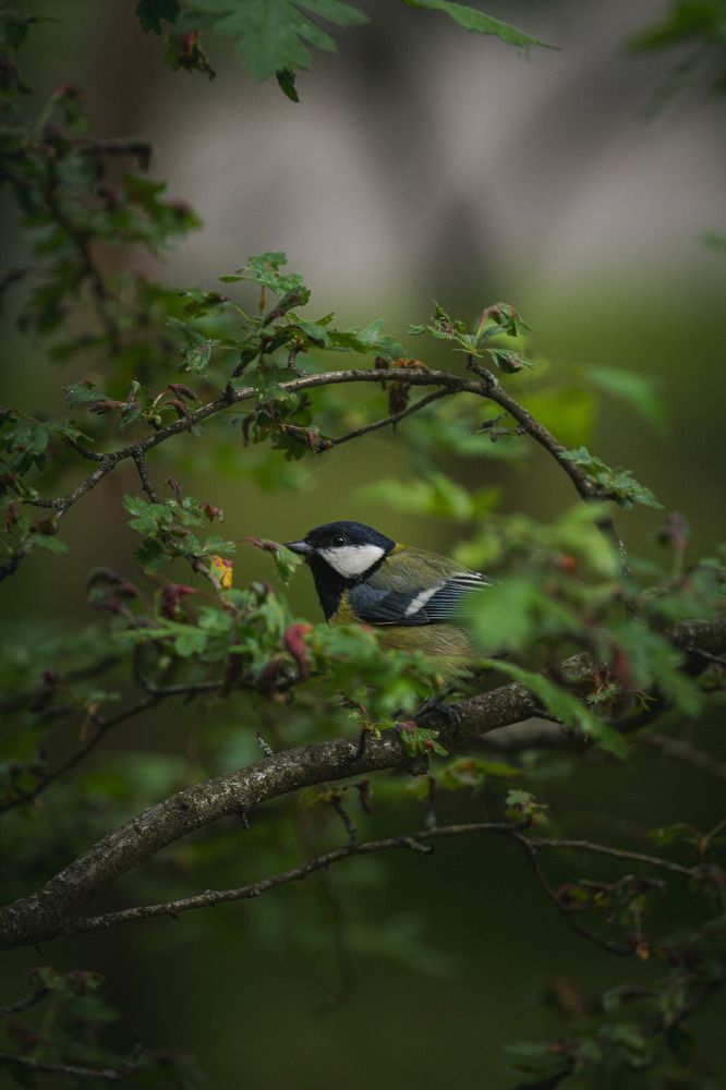 Photograph by Roman Savitskiy