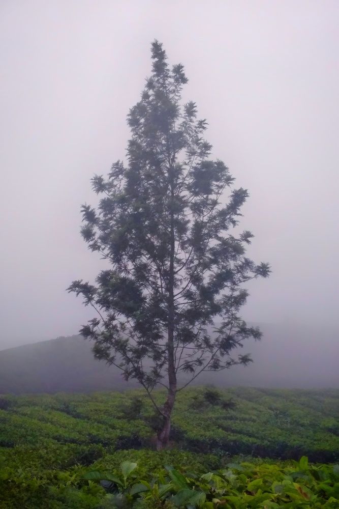 Фотография автора SYAHRULLOH