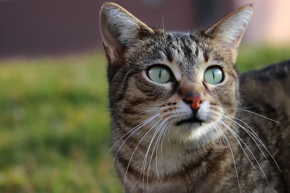 Фотография автора Razgulyaev Aleksandr