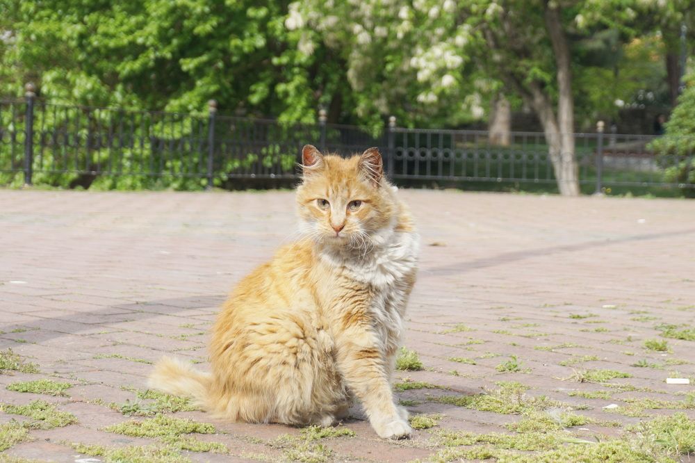 Photograph by Оксана Трофименко