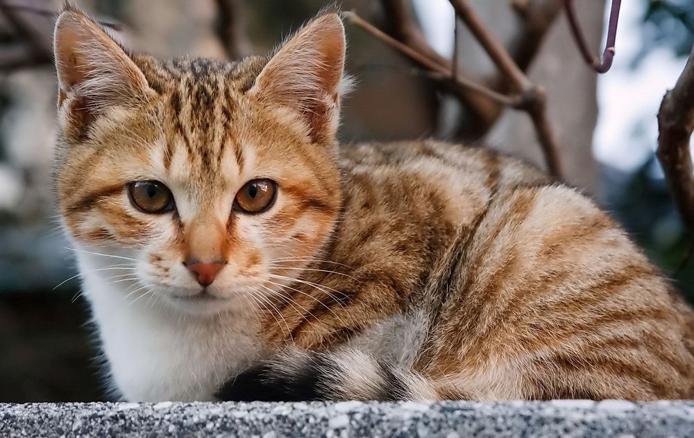 Фотография автора Razgulyaev Aleksandr