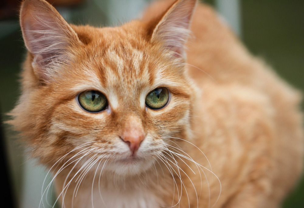 Фотография автора Ираида Гайфуллина