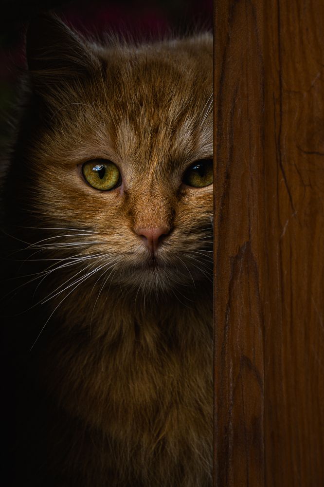 Photograph by Кривцов Андрей