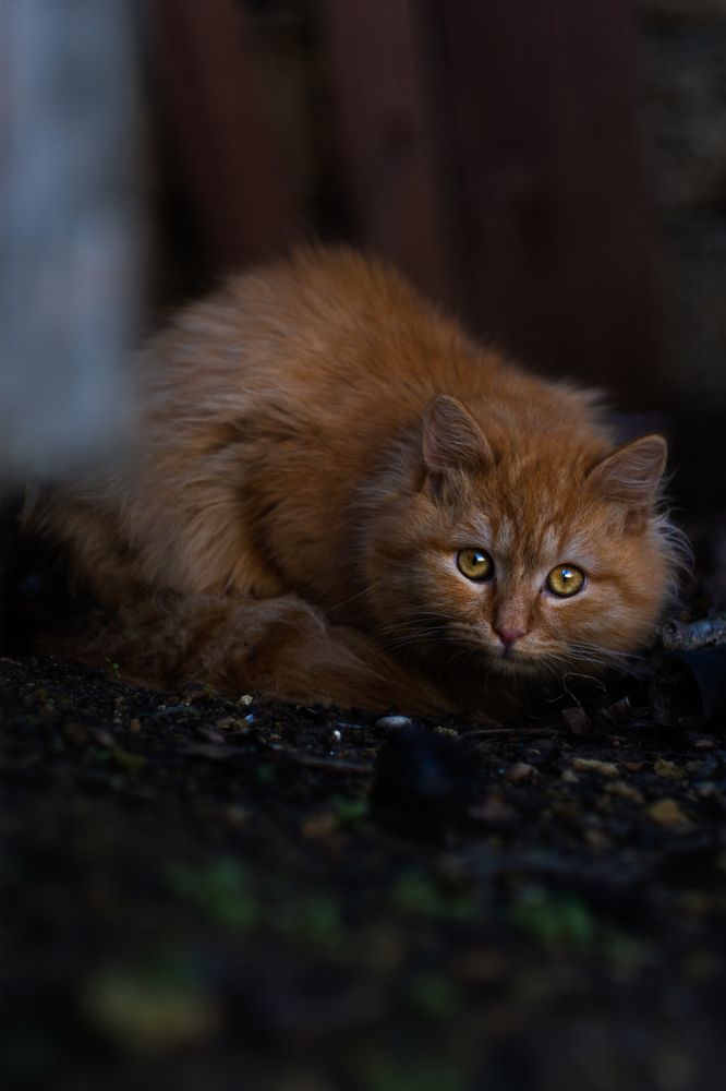 Photograph by Кривцов Андрей