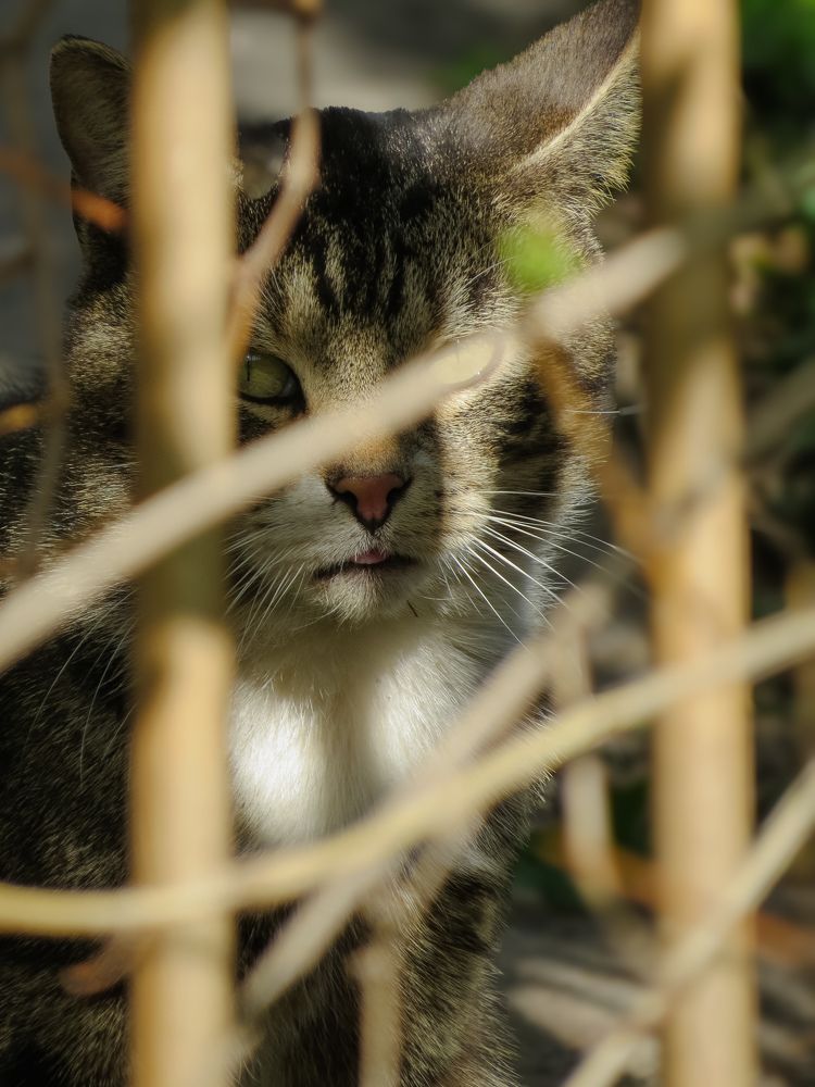 Фотография автора Марина Алексеевская