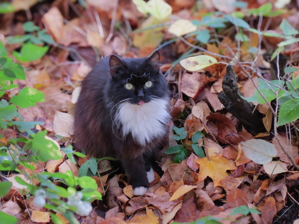 Фотография автора Марина Алексеевская