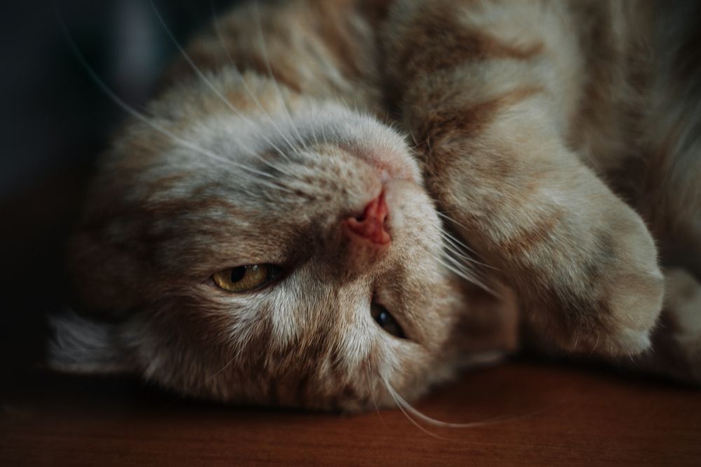 Photograph by Едынак Евгений