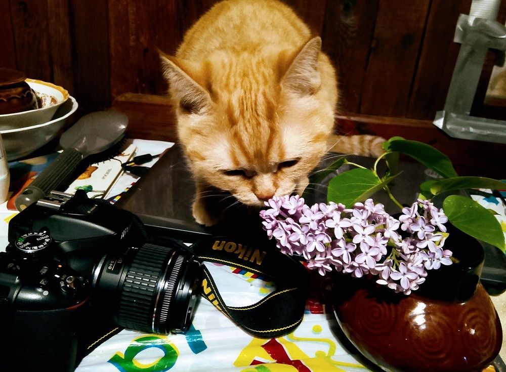 Photograph by Наталья Еременко