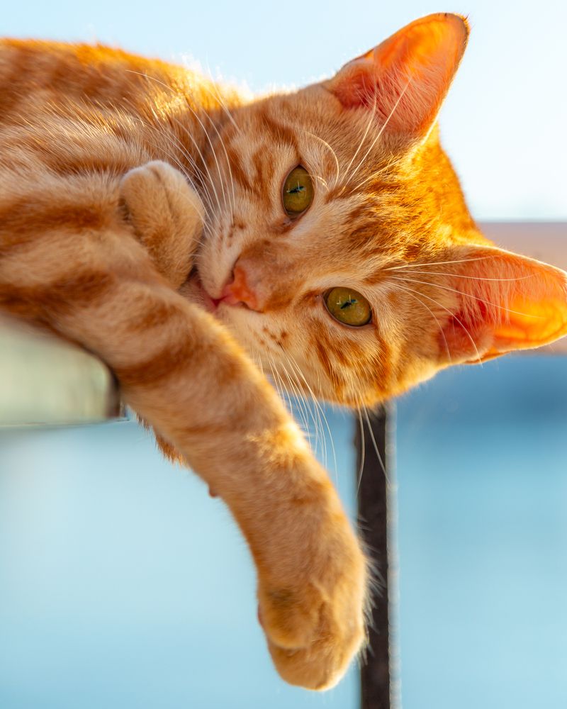 Photograph by Alaa Nour