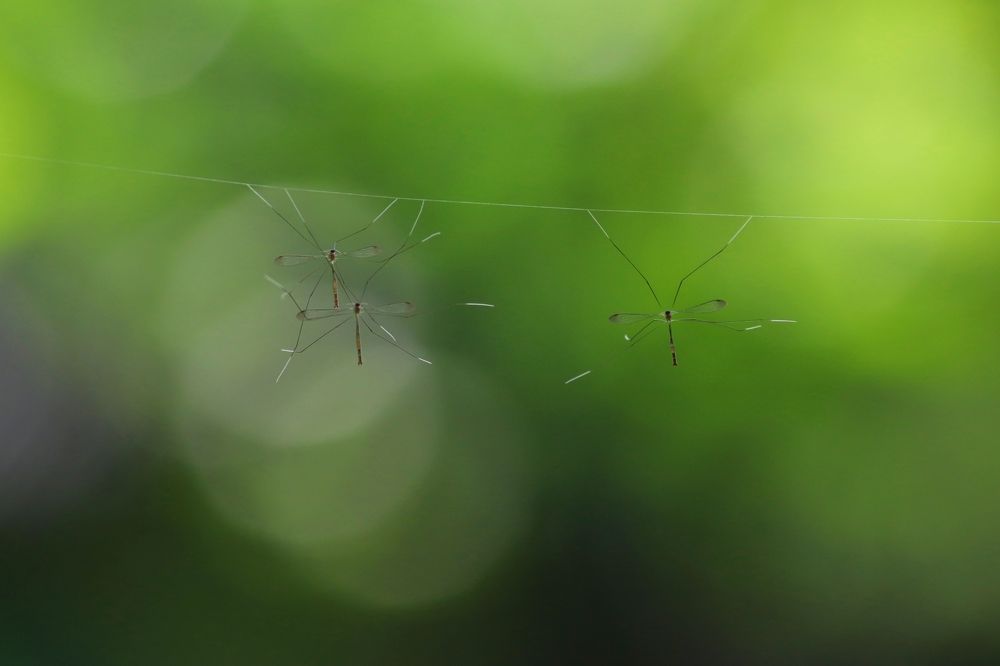 Фотография автора Darshan M. Trivedi