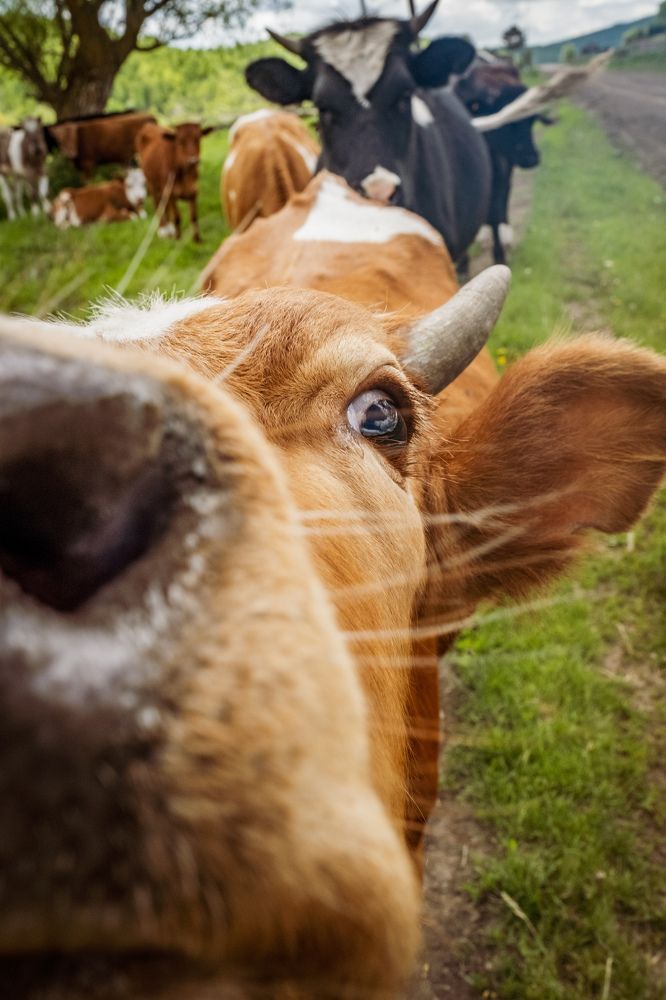 Photograph by Kostantin Belonogov