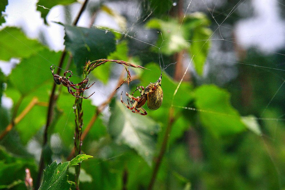 Photograph by Михаил Баевский