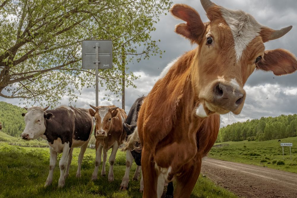Photograph by Kostantin Belonogov
