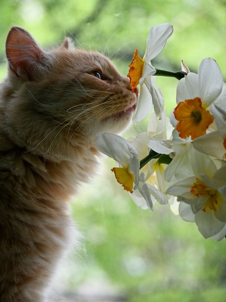 Фотография автора Надежда Барышева