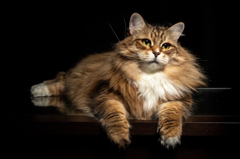 Photograph by Владимир Охрименко