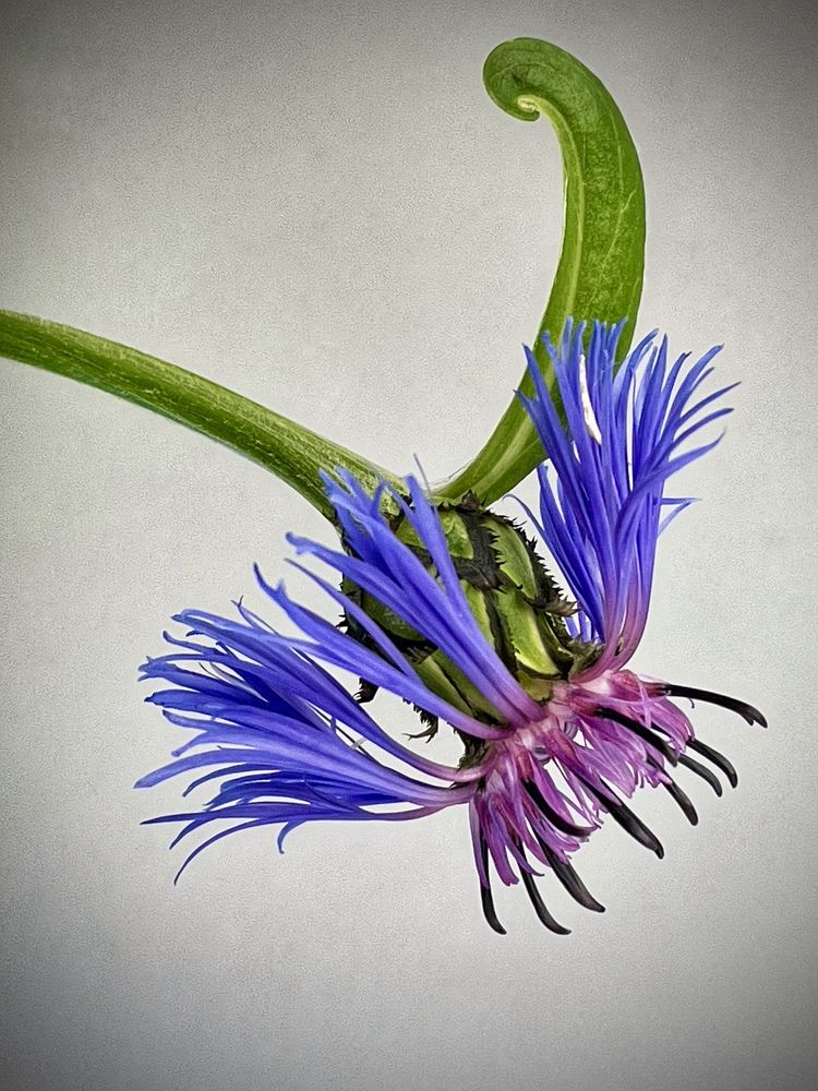 Фотография автора Рамзия Хисамутдинова