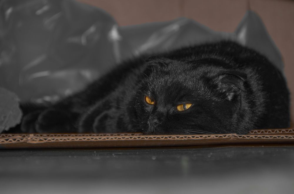 Фотография автора Сергей Королёв