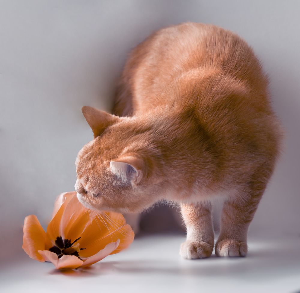 Photograph by Dina Garipova