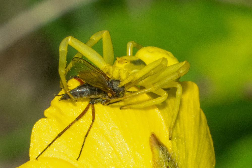 Фотография автора Ruslan Badykov