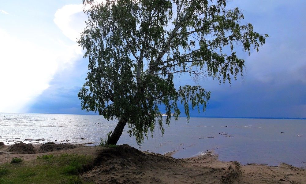 Одинокое дерево на берегу бескрайнего моря