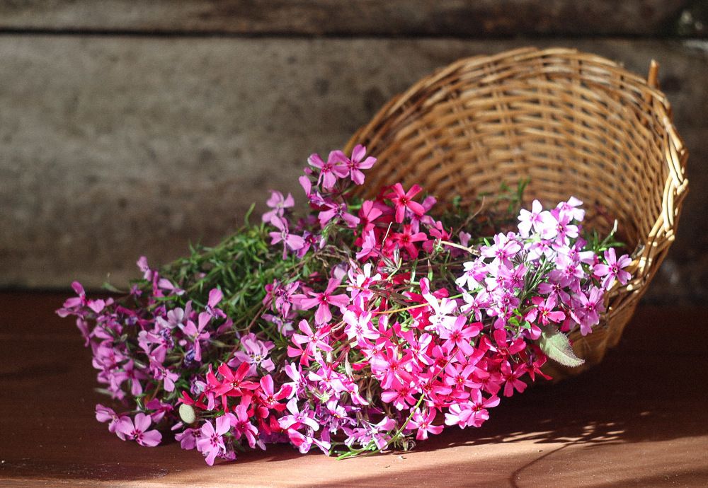 Photograph by Елена Рудкевич