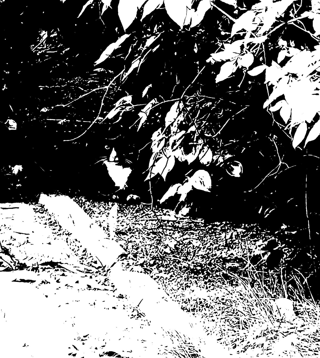 Photo #10693469