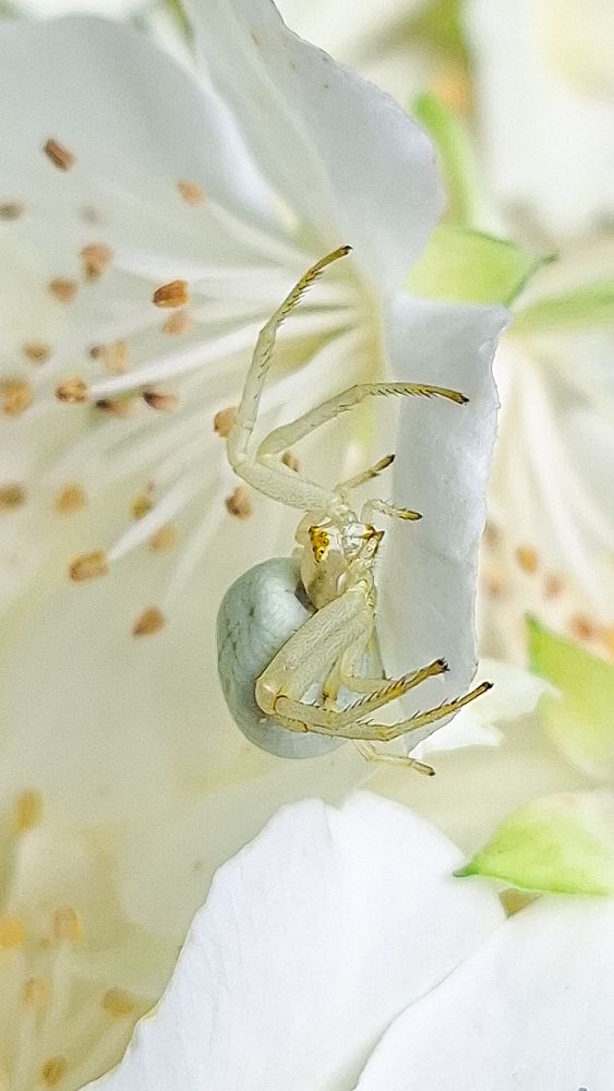 Жасминовый