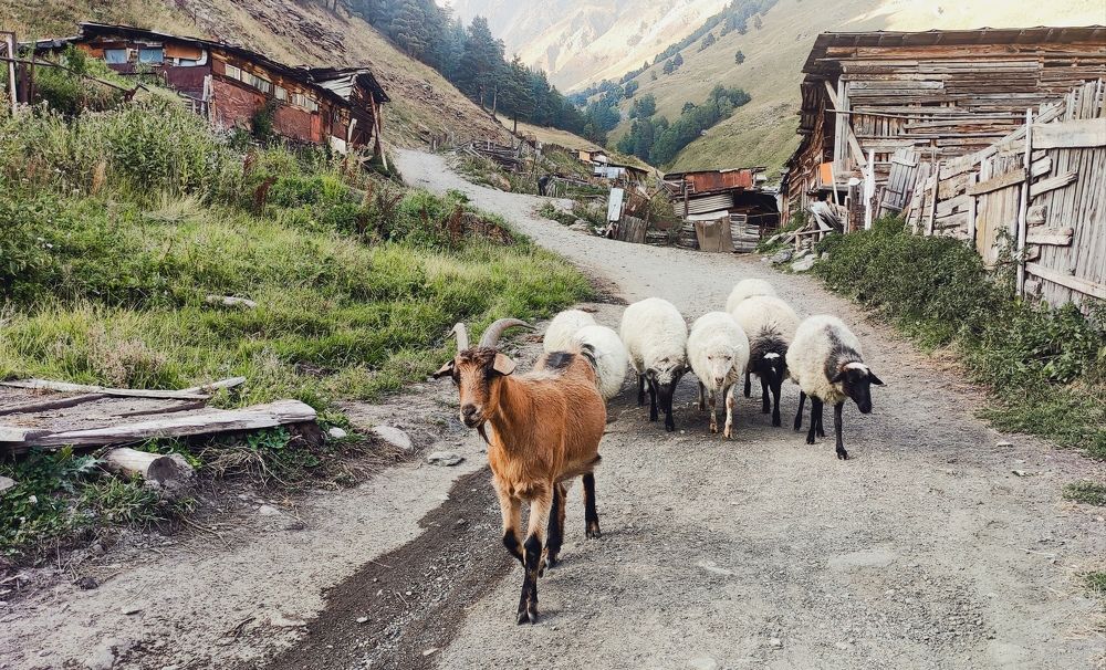 Фотография автора Ирина Муравьева