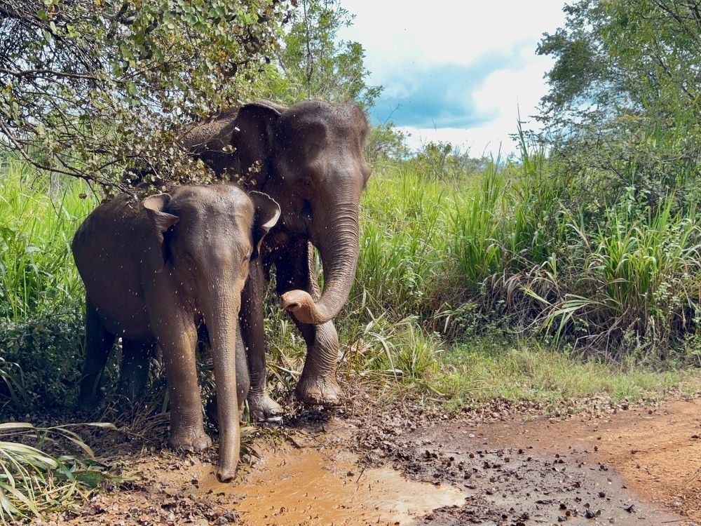 Photograph by Bimali Fernando