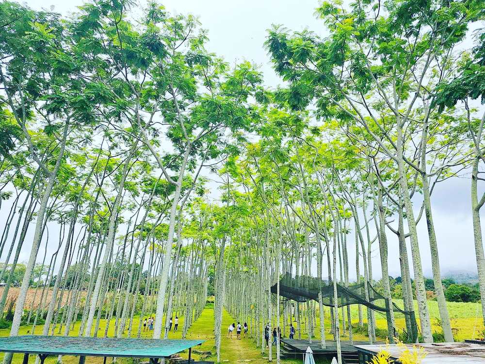 Фотография автора Francis Ian Rosario