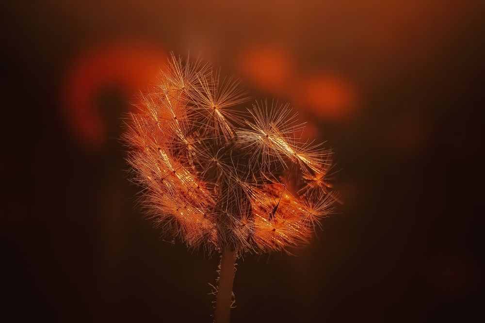 Photograph by Татьяна Бравая