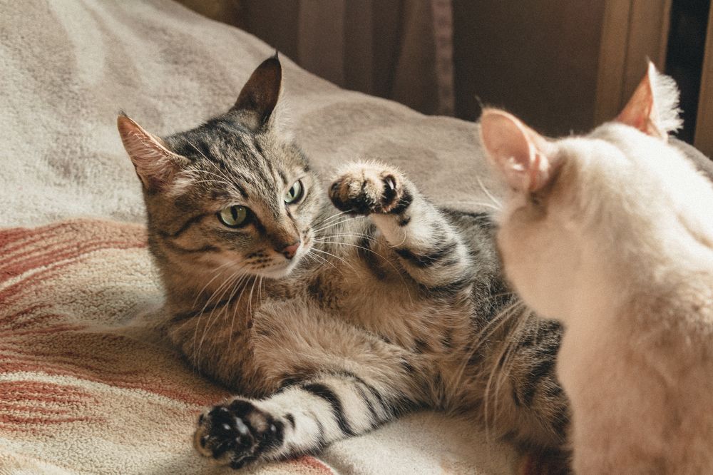Фотография автора Марина Баришполь