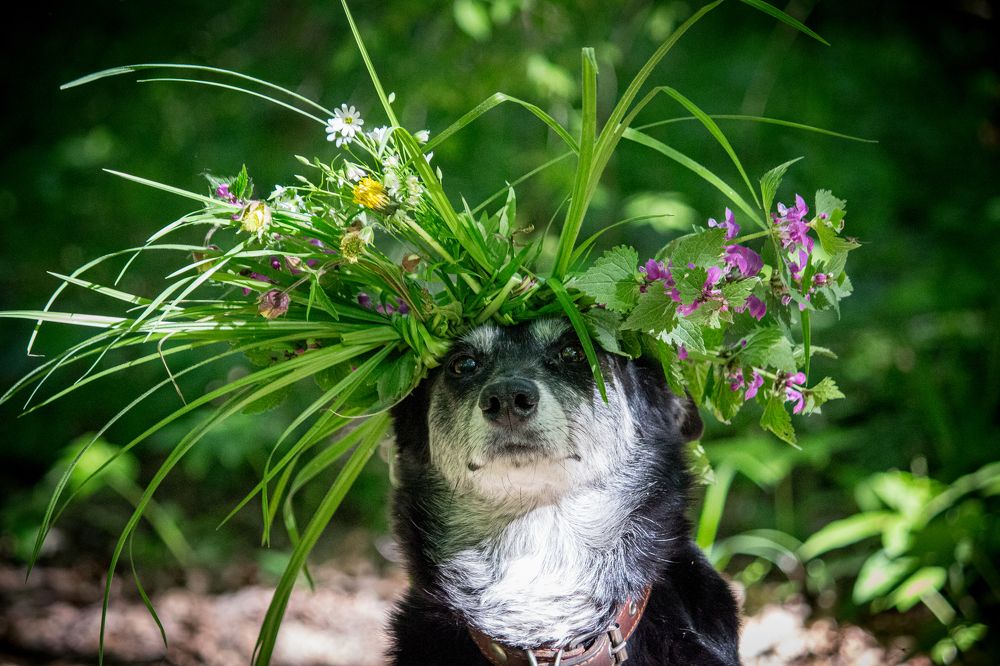 Вакса- весенняя нимфа.